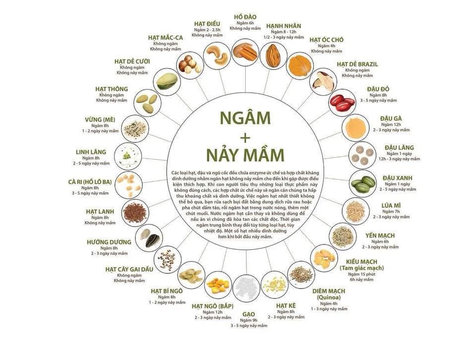 Đồ hoạ vòng tròn “Ngâm + nảy mầm” liệt kê thời gian ngâm và nảy mầm của khoảng 25 loại hạt và đậu