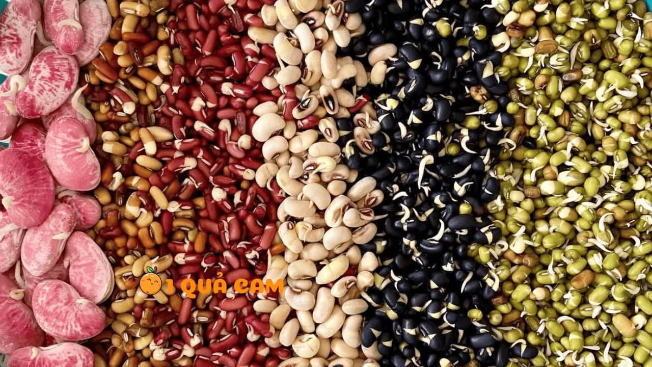 Năm loại đậu đã nảy mầm xếp thành từng dải màu cạnh nhau, từ đậu đỏ tới đậu trắng mắt đen, đậu đen và đậu xanh