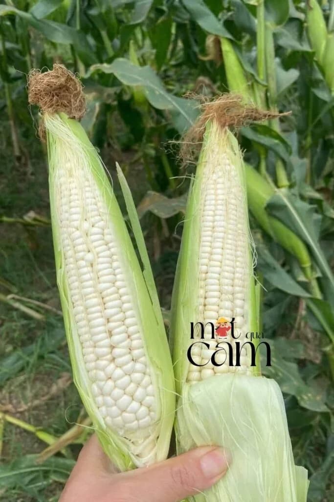 Hai bắp ngô nếp trắng vừa bẻ, còn nguyên lớp vỏ xanh, cầm trên tay giữa ruộng ngô