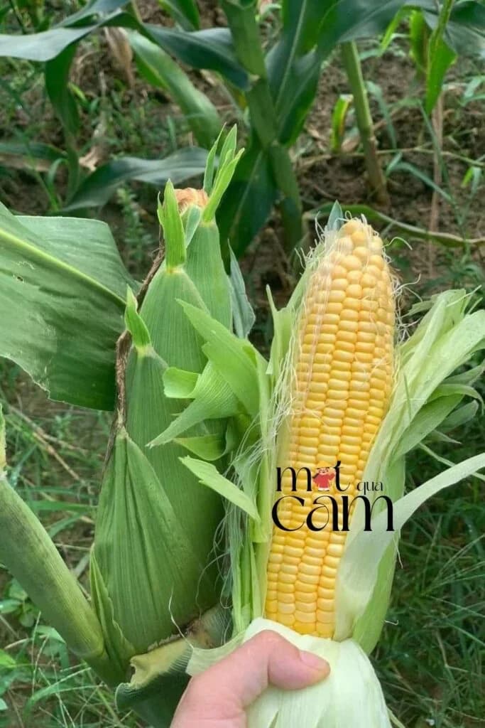 Bắp ngô ngọt vàng vừa bóc vỏ, vẫn còn trên cây giữa ruộng ngô