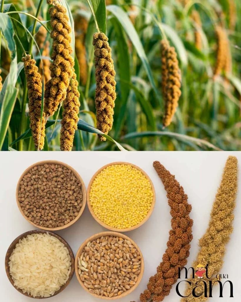 Cây kê trổ bông ngoài đồng, bên dưới là các bát ngũ cốc và bông kê khô