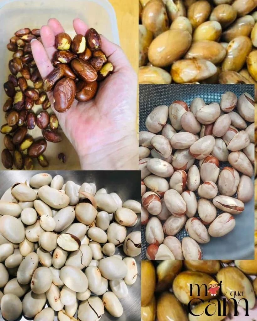 Các bước sơ chế hạt mít: hạt còn vỏ nâu, hạt đã bóc vỏ lụa và hạt trắng sau khi luộc
