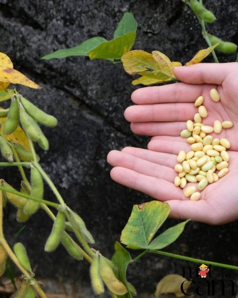 cach lam sua dau nanh nguyen chat motquacam