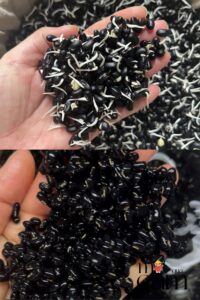 Cach lam dau den nay mam motquacam