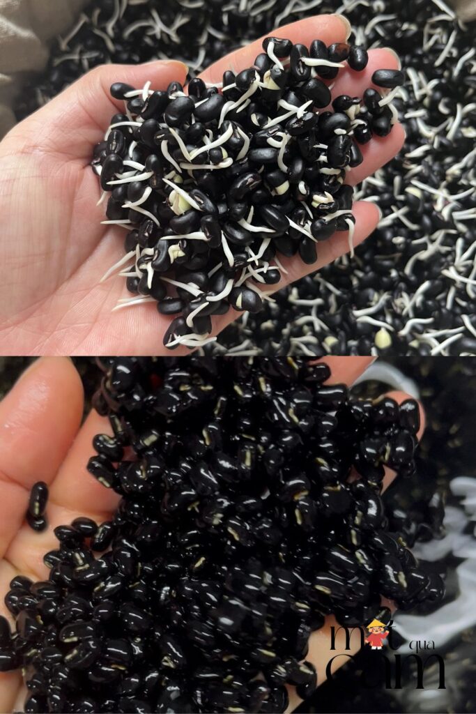 Cach lam dau den nay mam motquacam